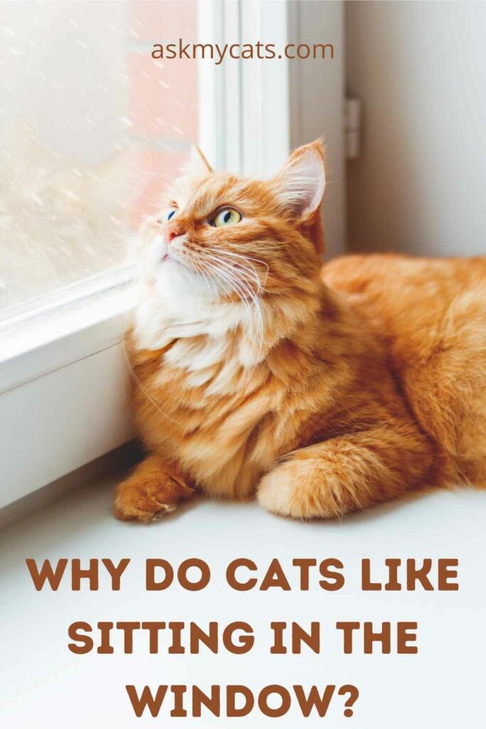 Why Do Cats Like Windows? Why Do They Look Out Of Window?