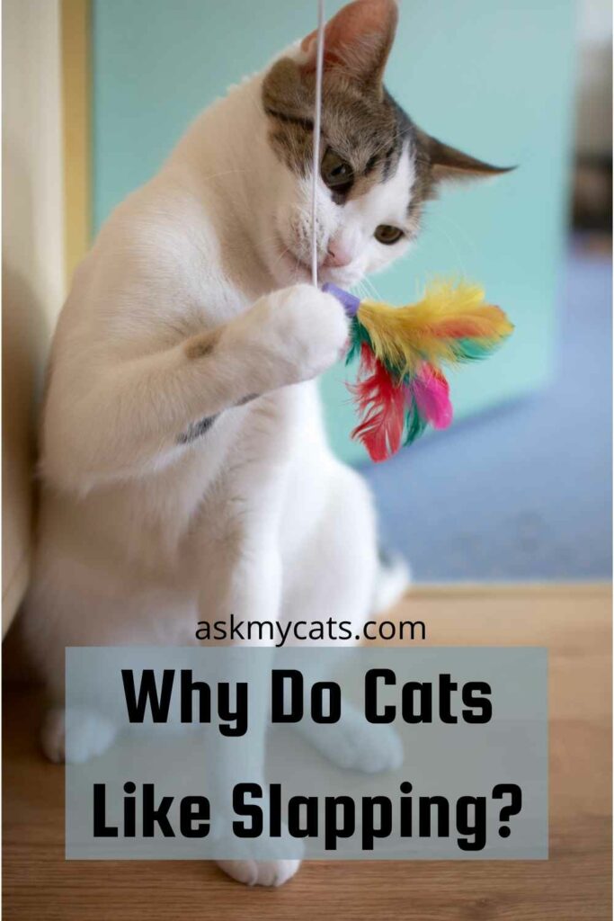 Why Do Cats Like Slapping?