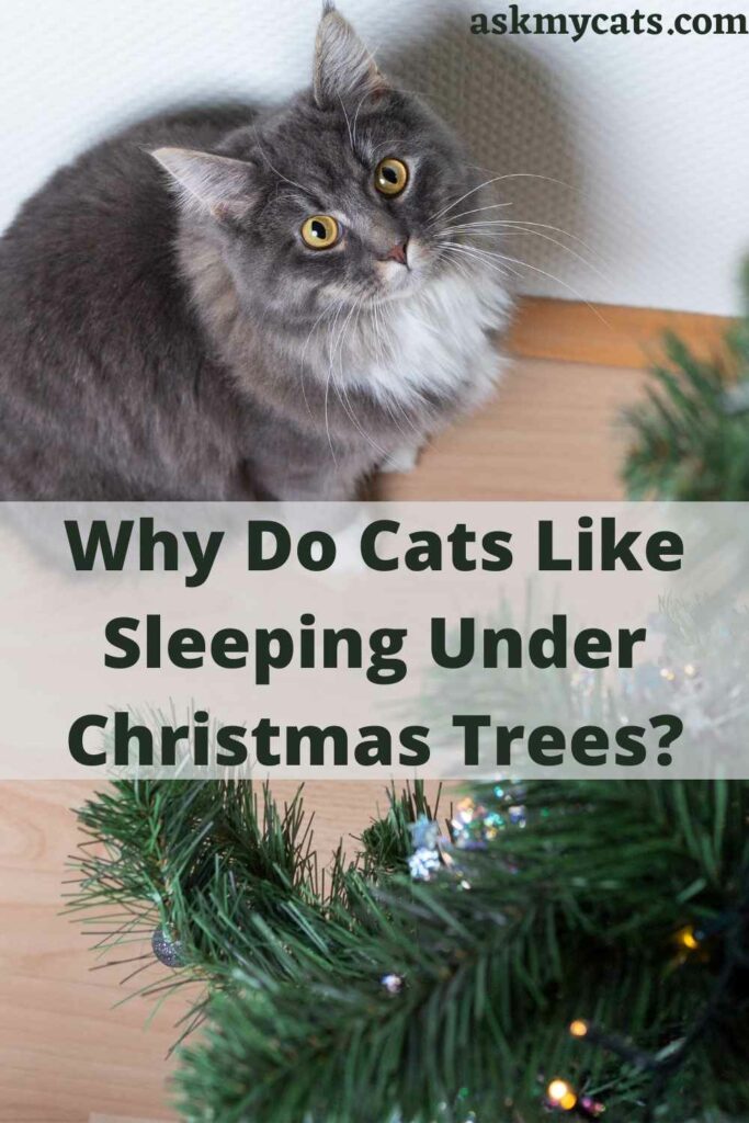 Why Do Cats Like Sleeping Under Christmas Trees?