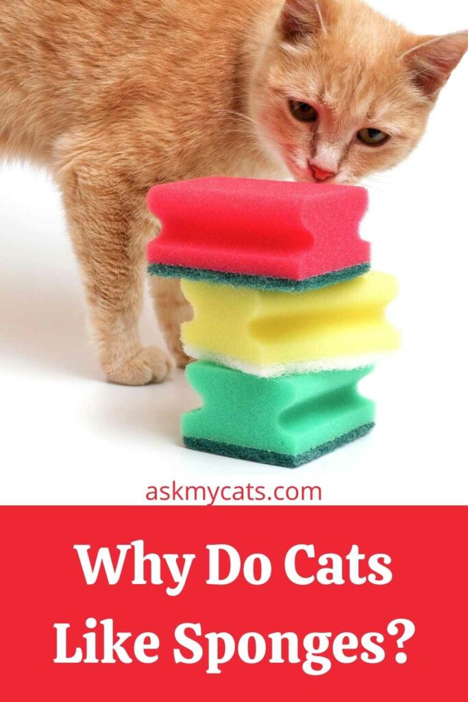 Why Do Cats Like Sponges?