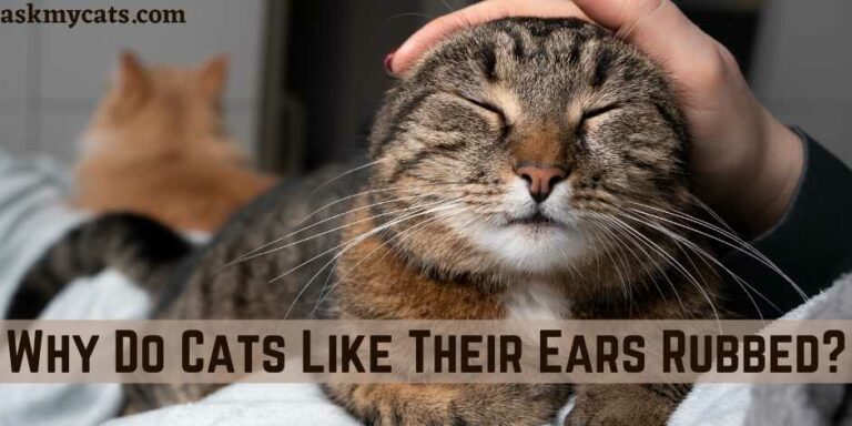 why-do-cats-like-their-ears-rubbed