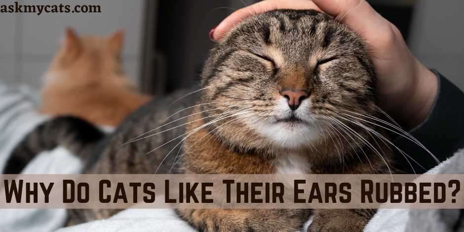 Why Do Cats Like Their Ears Rubbed?