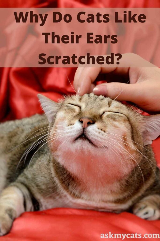 Why Do Cats Like Their Ears Scratched?