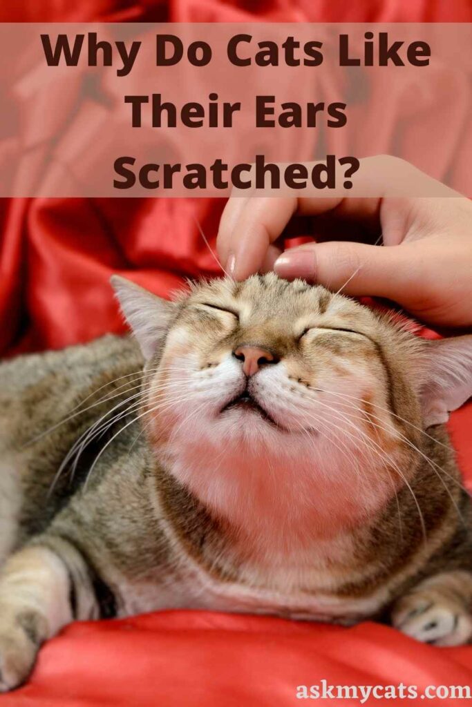 why do cats like chin scratches