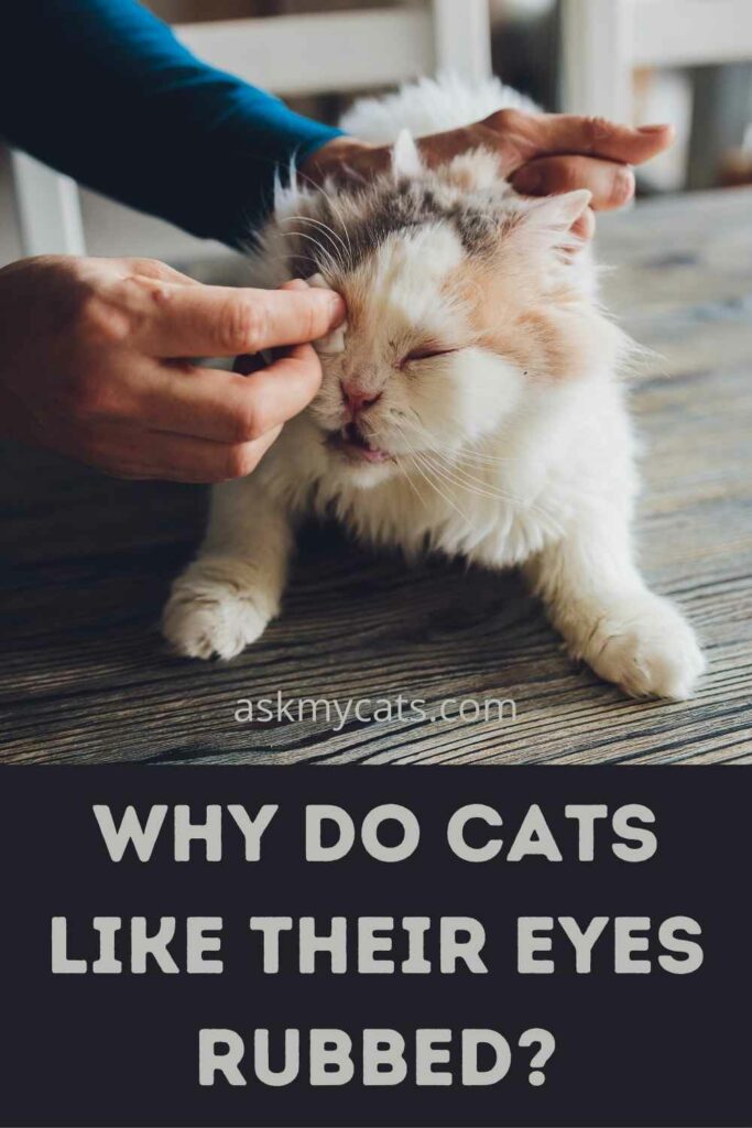 Why Do Cats Like Their Eyes Rubbed?