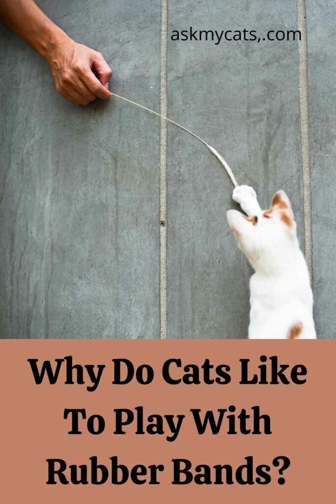 Why Do Cats Like To Play With Rubber Bands?