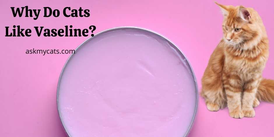 Why Do Cats Like Vaseline Are They Fond Of Petroleum Jelly