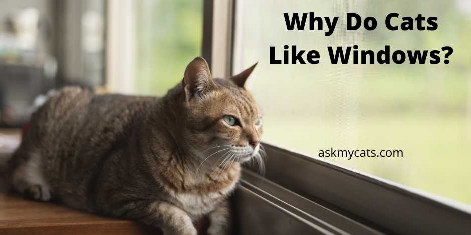 Why Do Cats Like Windows