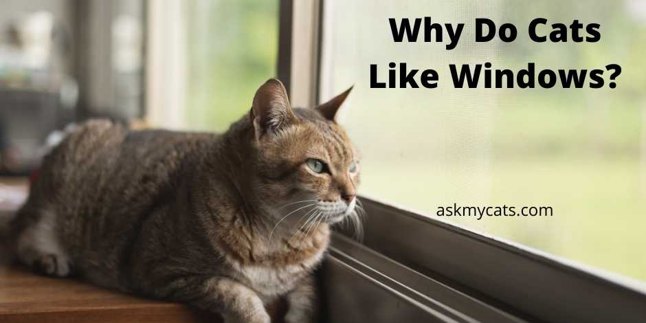 Why Do Cats Like Windows Why Do They Look Out Of Window