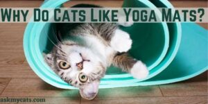 Why Do Cats Like Yoga Mats? Do Cats Do Yoga?