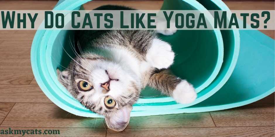 Why Do Cats Like Yoga Mats?