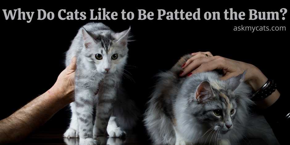 Why Do Cats Like to Be Patted on the Bum