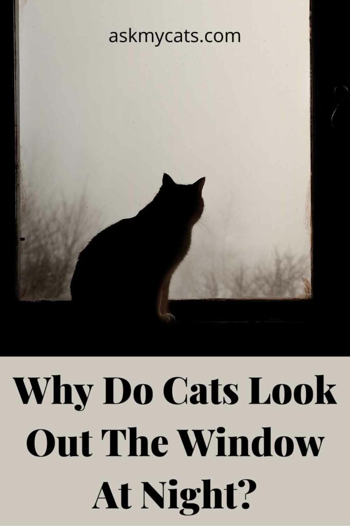 Why Do Cats Look Out The Window At Night?