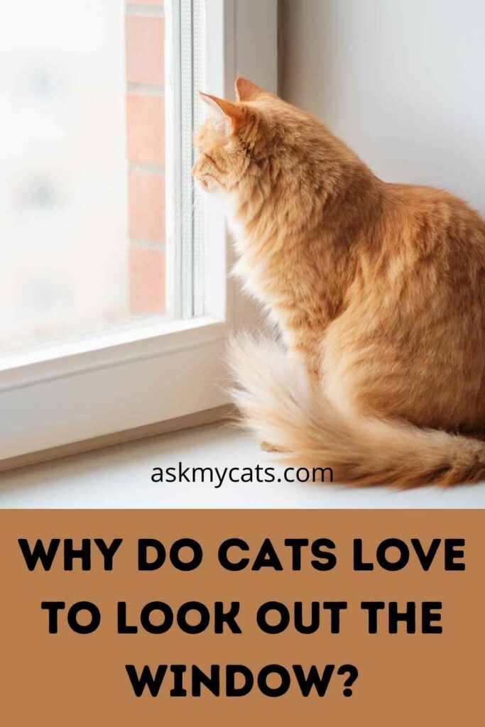 Why Do Cats Love To Look Out The Window?