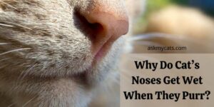 Why Do Cat’s Noses Get Wet When They Purr? Things To Look Out!