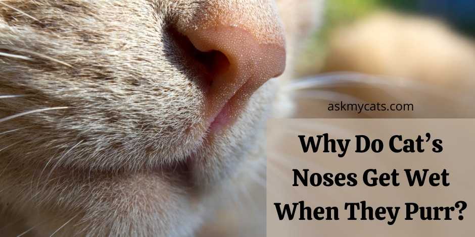 Why Do Cats Noses Get Wet When They Purr