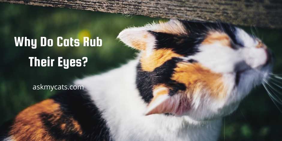 Why Do Cats Rub Their Eyes