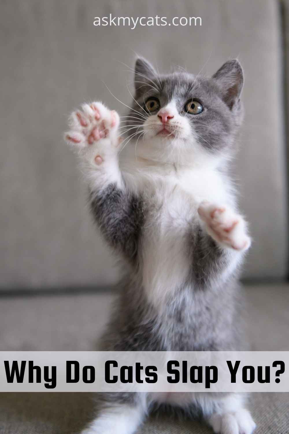 Why Do Cats Slap? Will They Randomly Hit You?