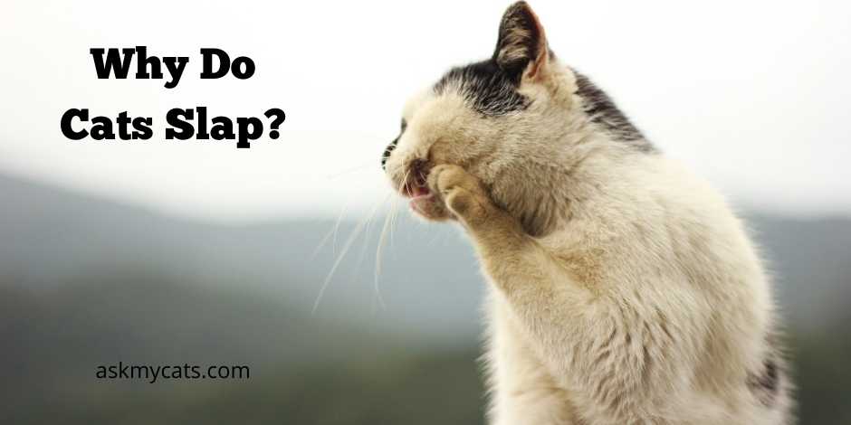Why Do Cats Slap