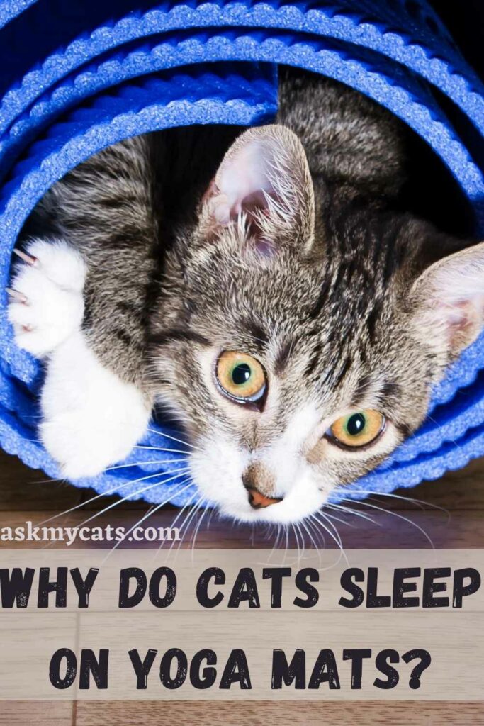 Why Do Cats Sleep On Yoga Mats?