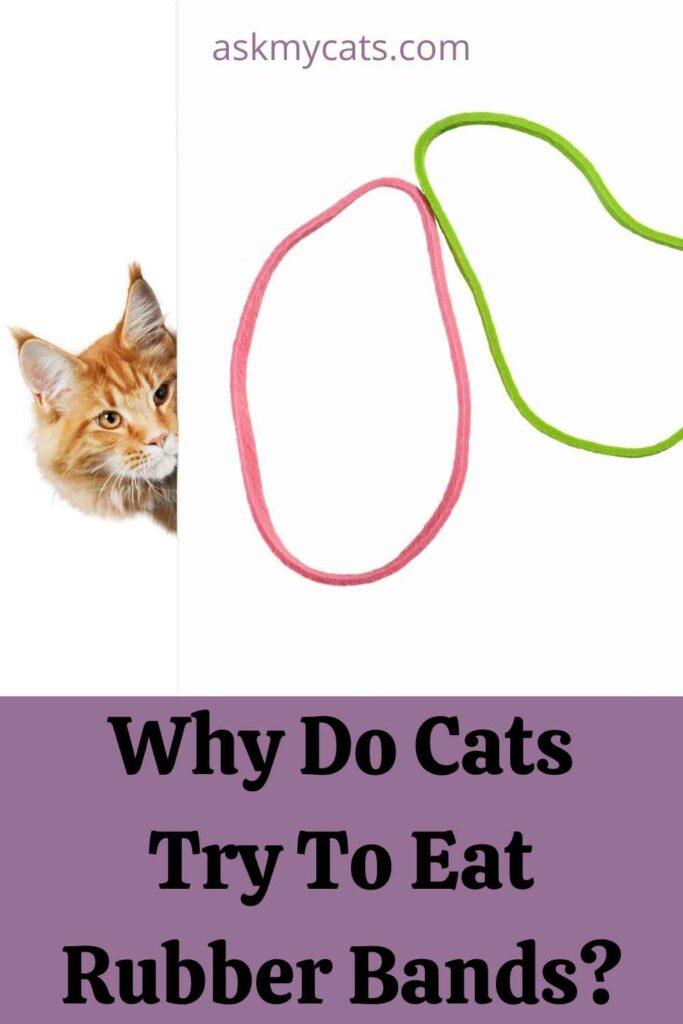 Why Do Cats Try To Eat Rubber Bands?