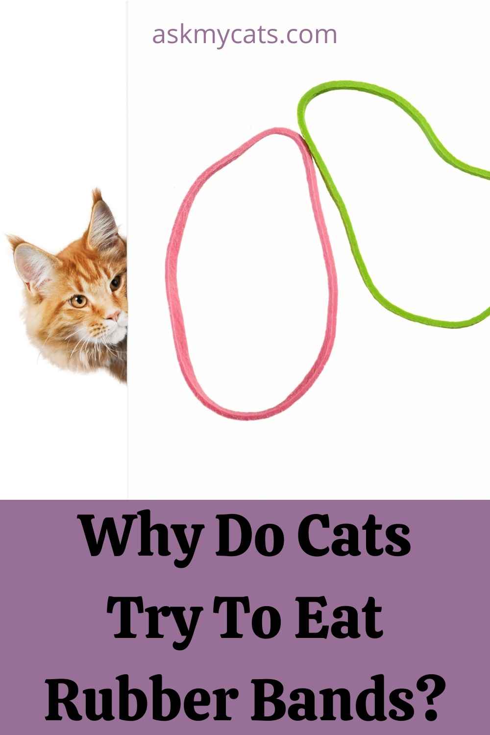 Cat Ate Rubber Band? What To Do Next?