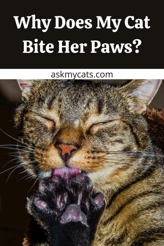 Why Does My Cat Bite Her Paws?