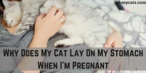 Why Does My Cat Lay On My Stomach When I’m Pregnant