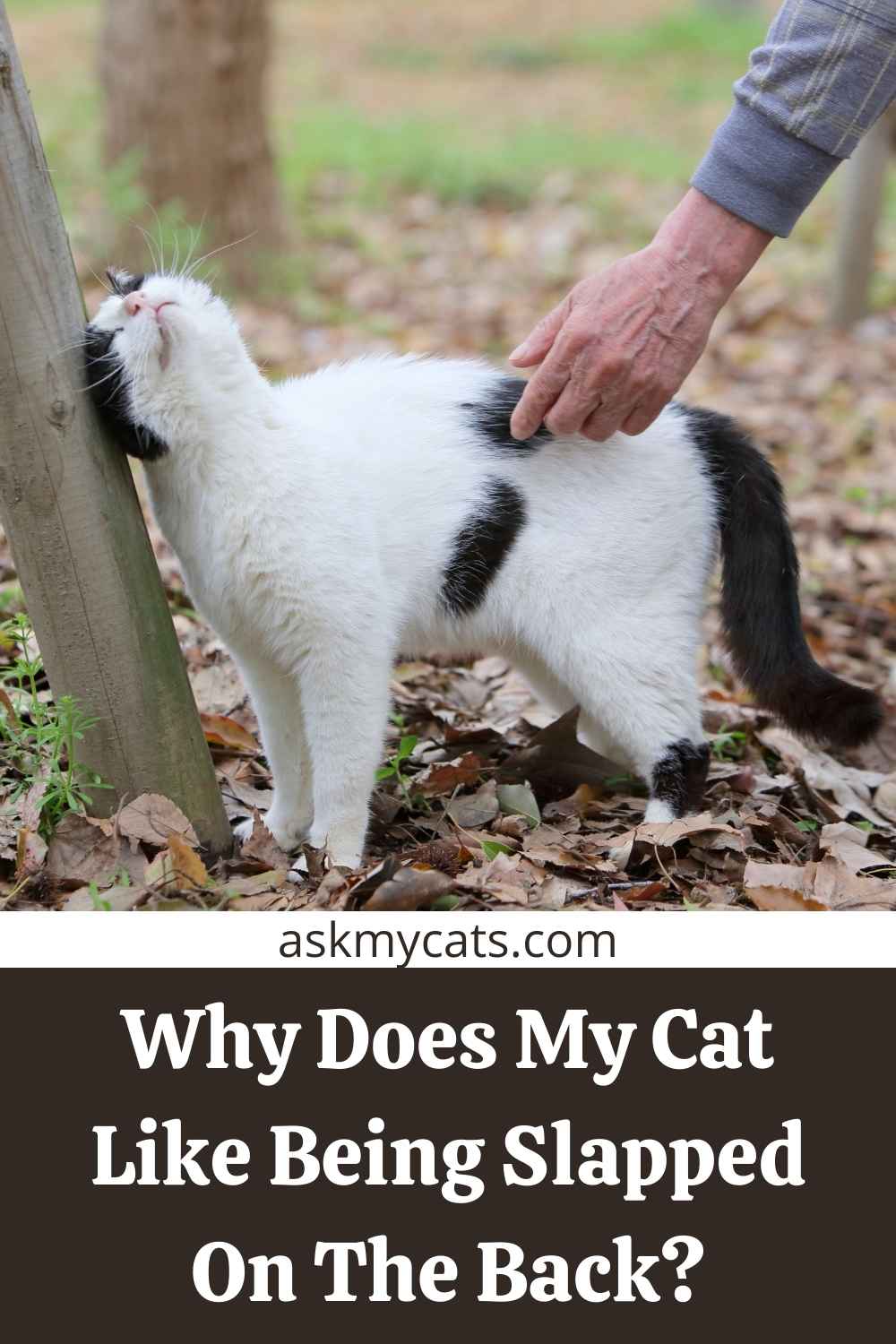 Why Do Cats Like to Be Patted/Slapped on the Bum?