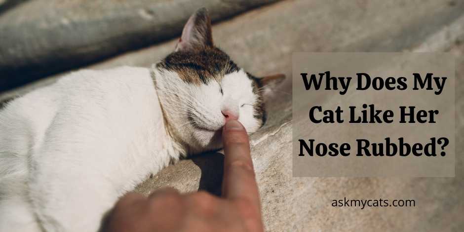 Why Does My Cat Like Her Nose Rubbed