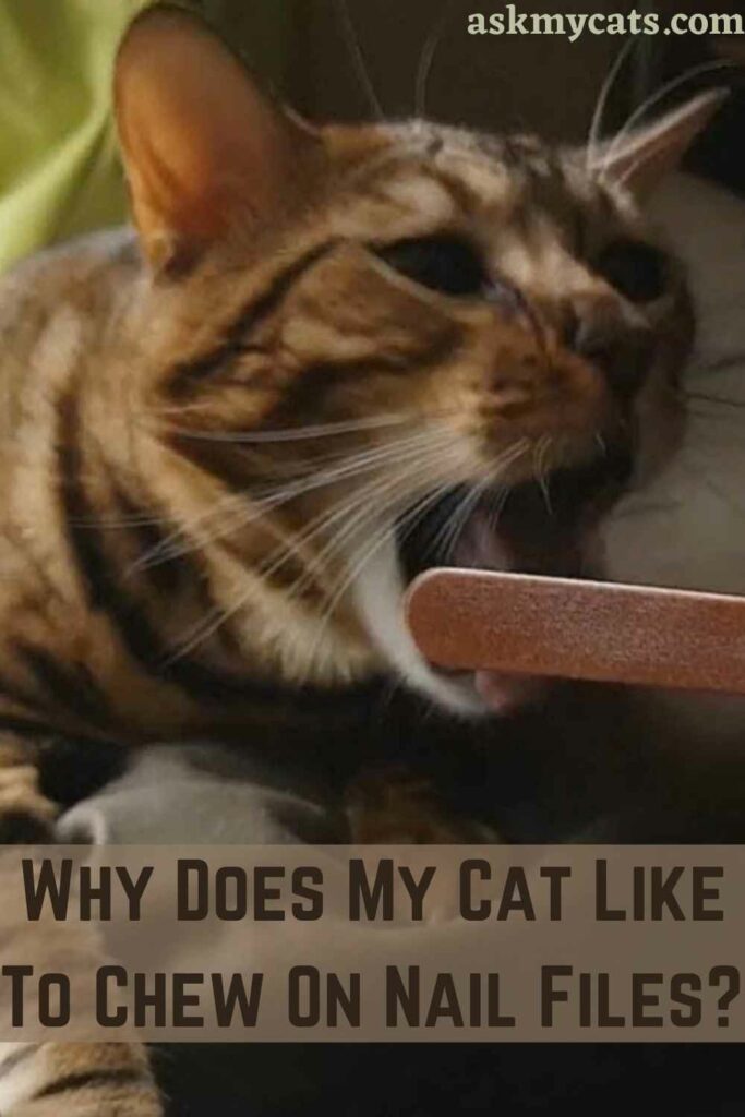 Why Does My Cat Like To Chew On Nail Files?          