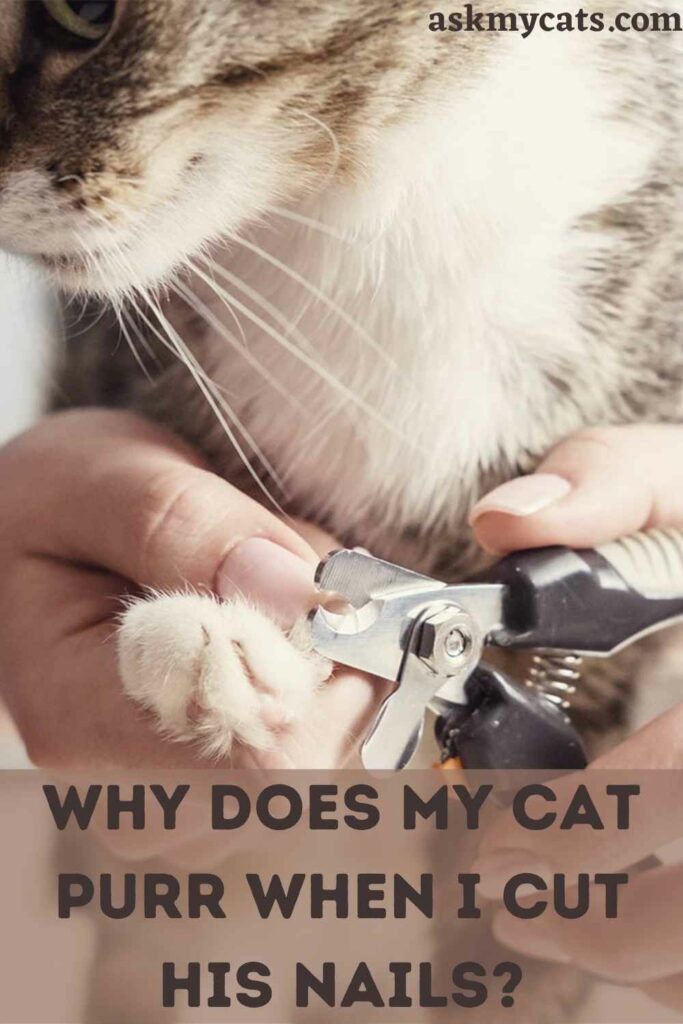 Why Does My Cat Purr When I Cut His Nails?