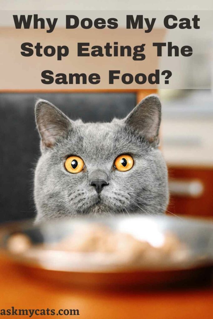 Why Does My Cat Stop Eating The Same Food?