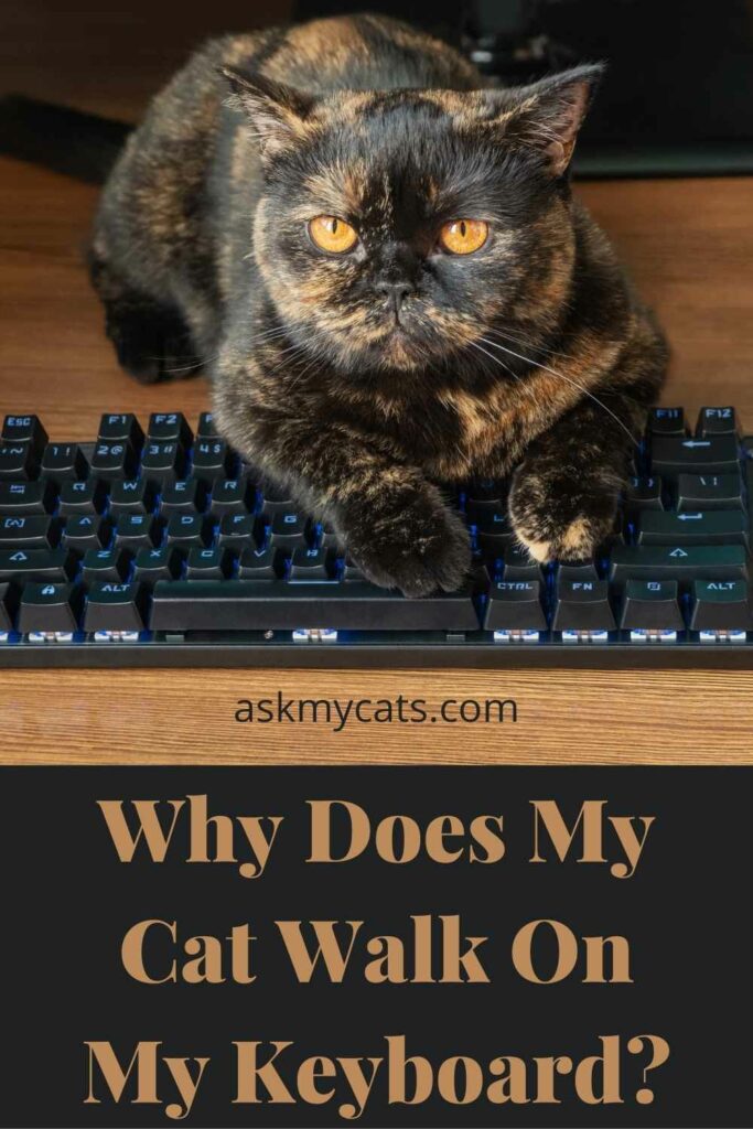 Why Does My Cat Walk On My Keyboard?