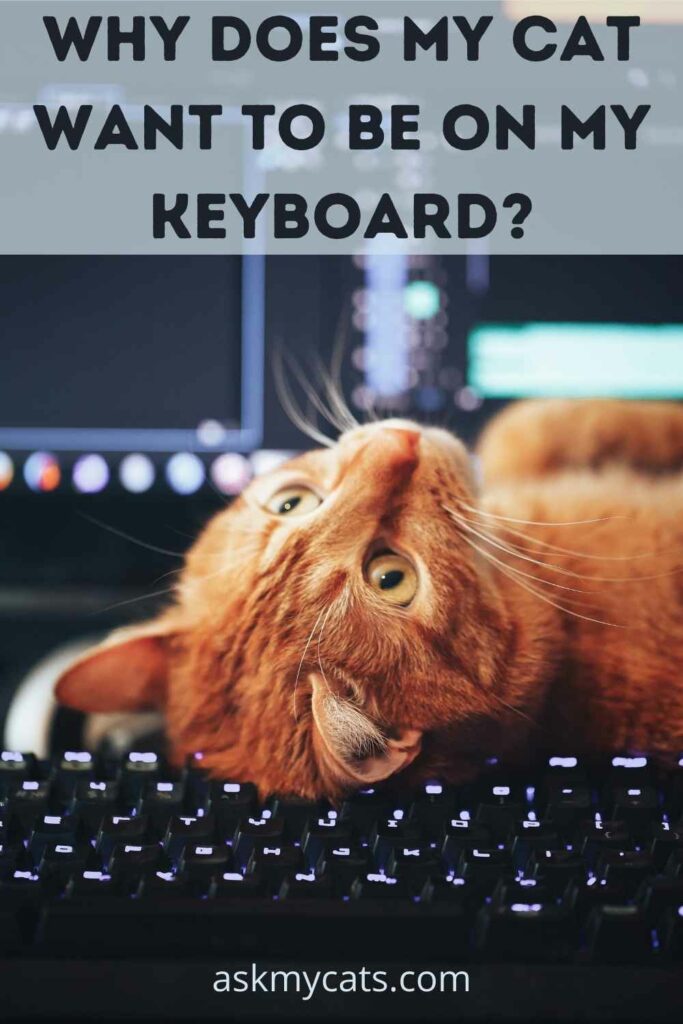 Why Does My Cat Want To Be On My Keyboard?