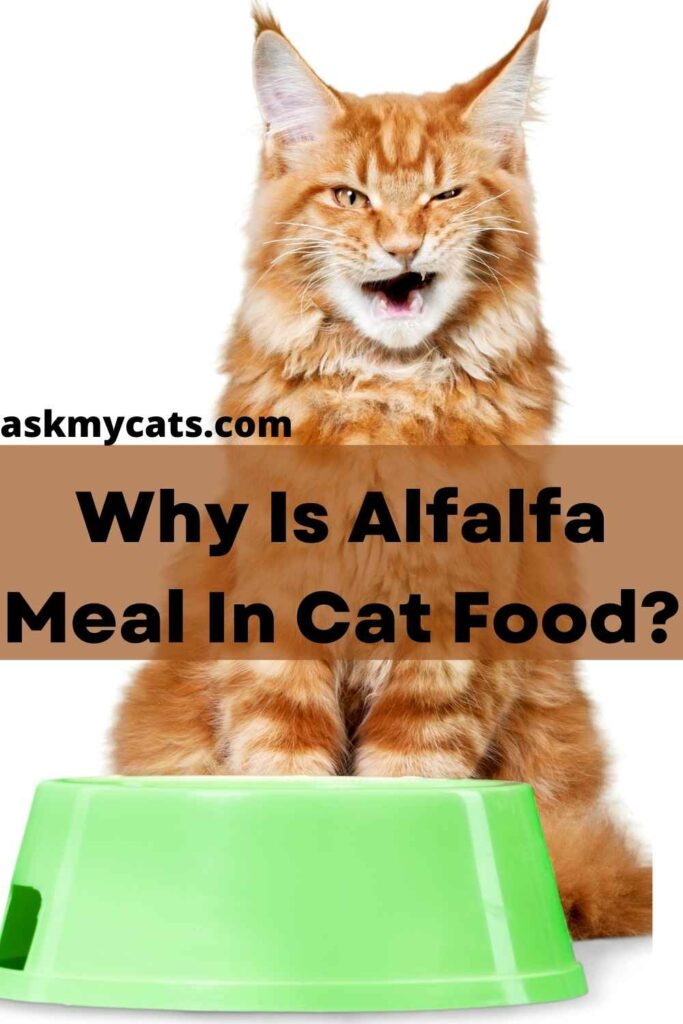 Why Is Alfalfa Meal In Cat Food?