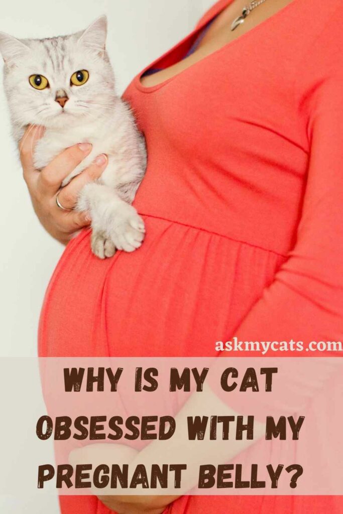 Why Is My Cat Obsessed With My Pregnant Belly?