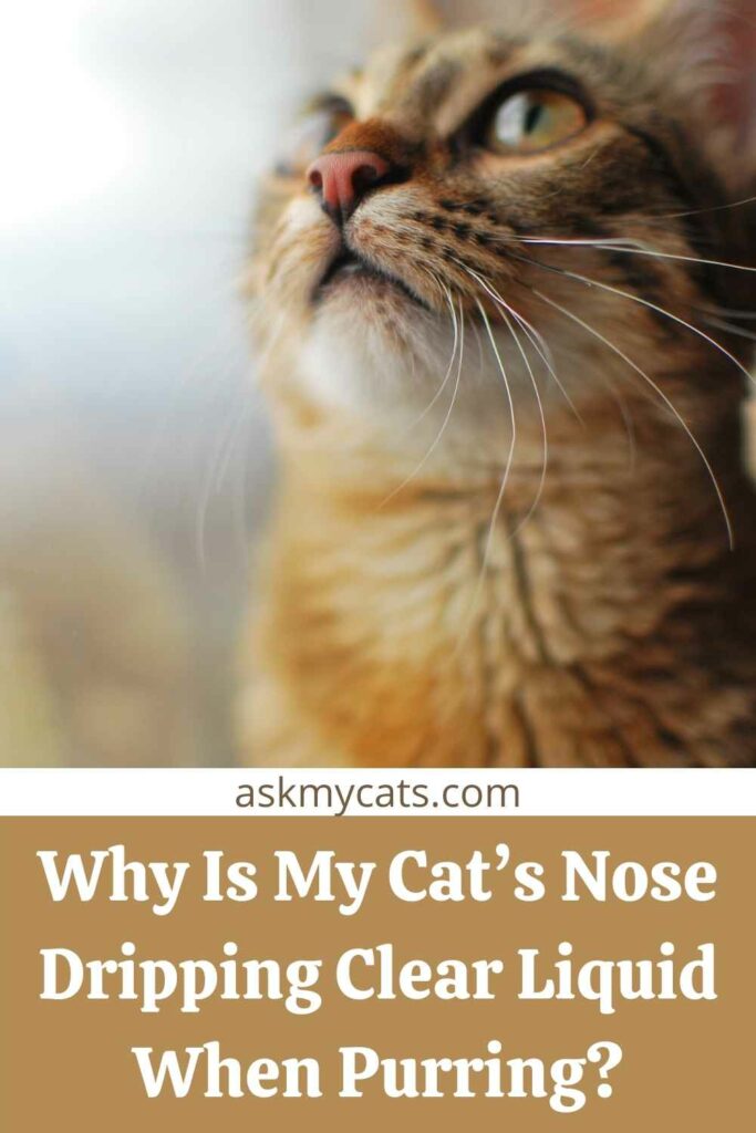 Why Is My Cat’s Nose Dripping Clear Liquid When Purring?