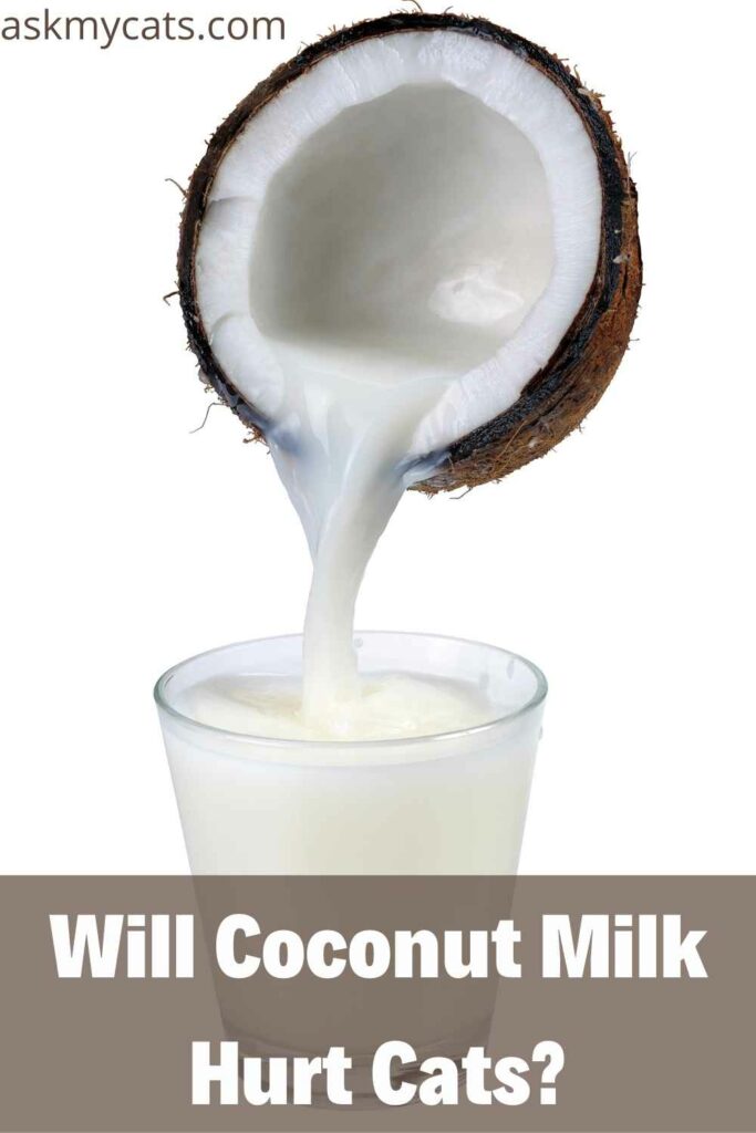 Will Coconut Milk Hurt Cats?
