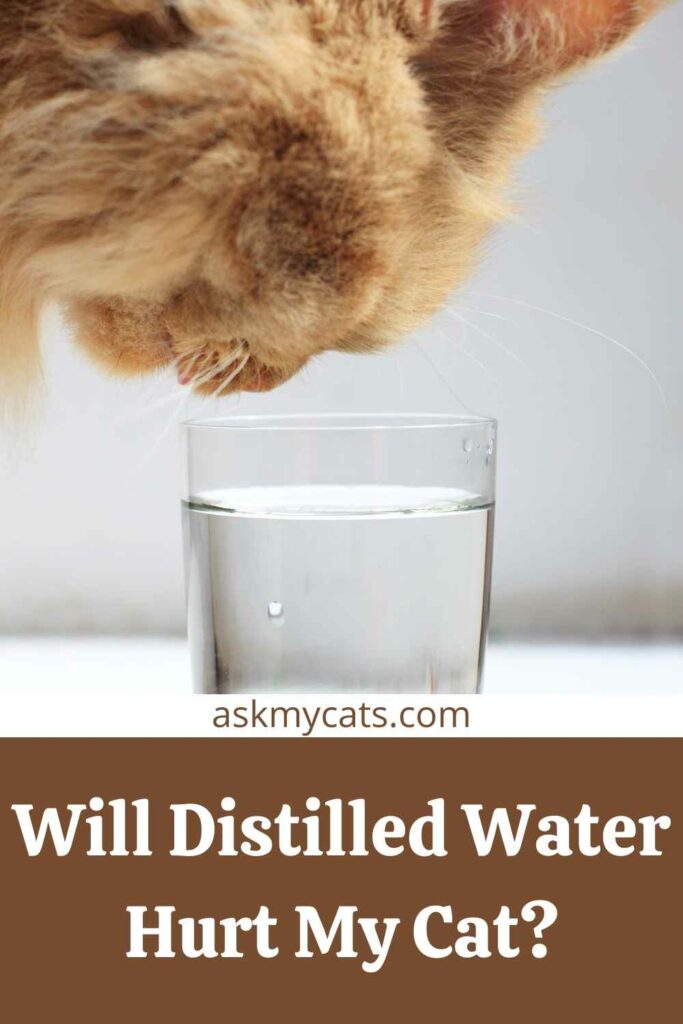 Will Distilled Water Hurt My Cat?