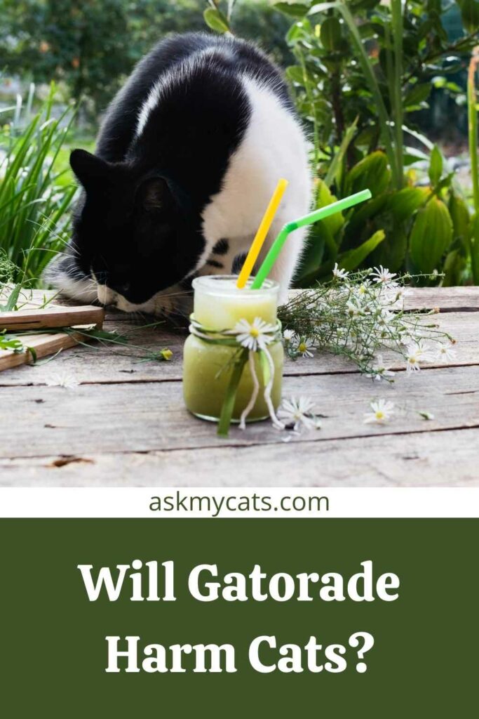 Will Gatorade Harm Cats?