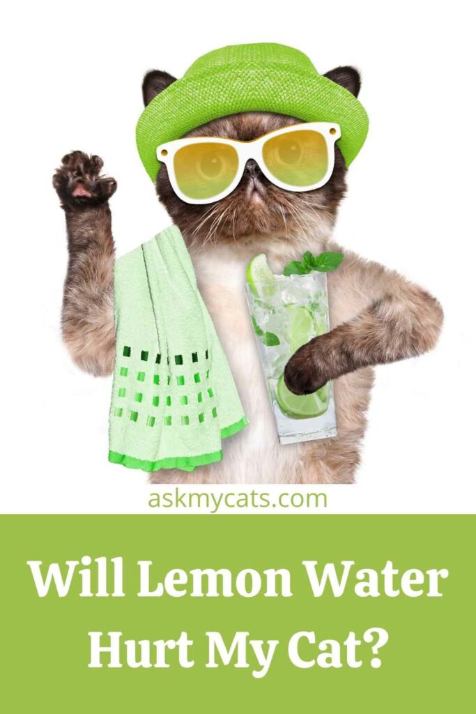 Will Lemon Water Hurt My Cat?