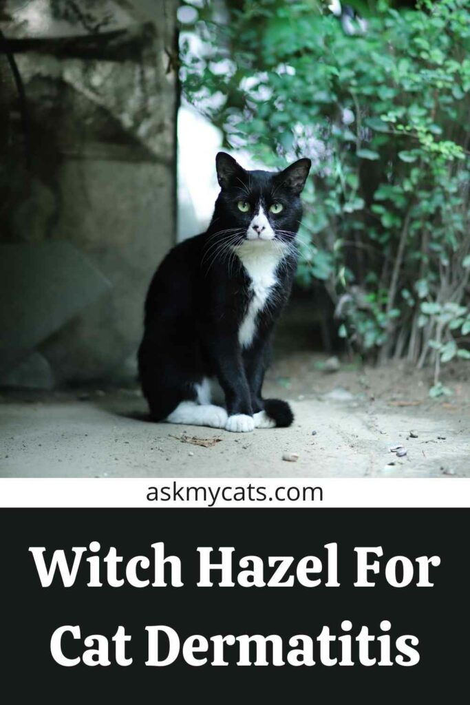 Witch Hazel For Cat Dermatitis
