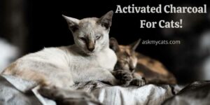 Activated Charcoal For Cats! Look Out For The Consequences!