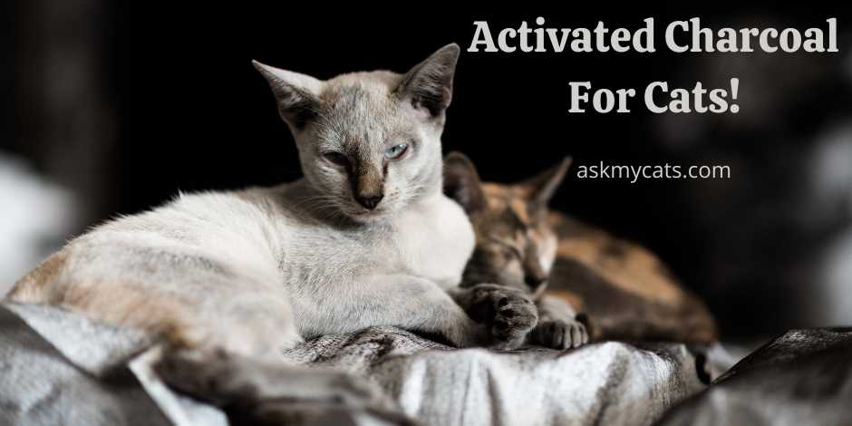 Activated Charcoal For Cats