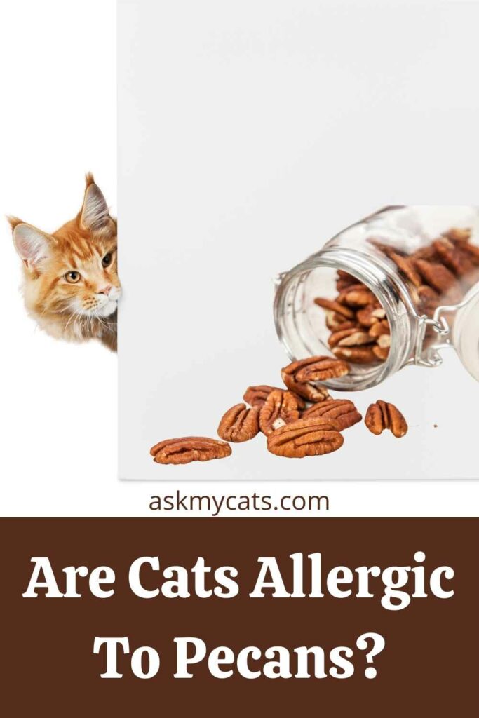 Are Cats Allergic To Pecans?