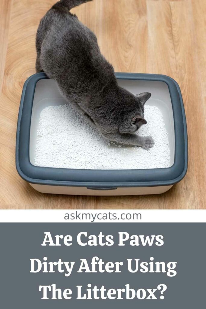 Cleaning cats paws 2025 after litter box