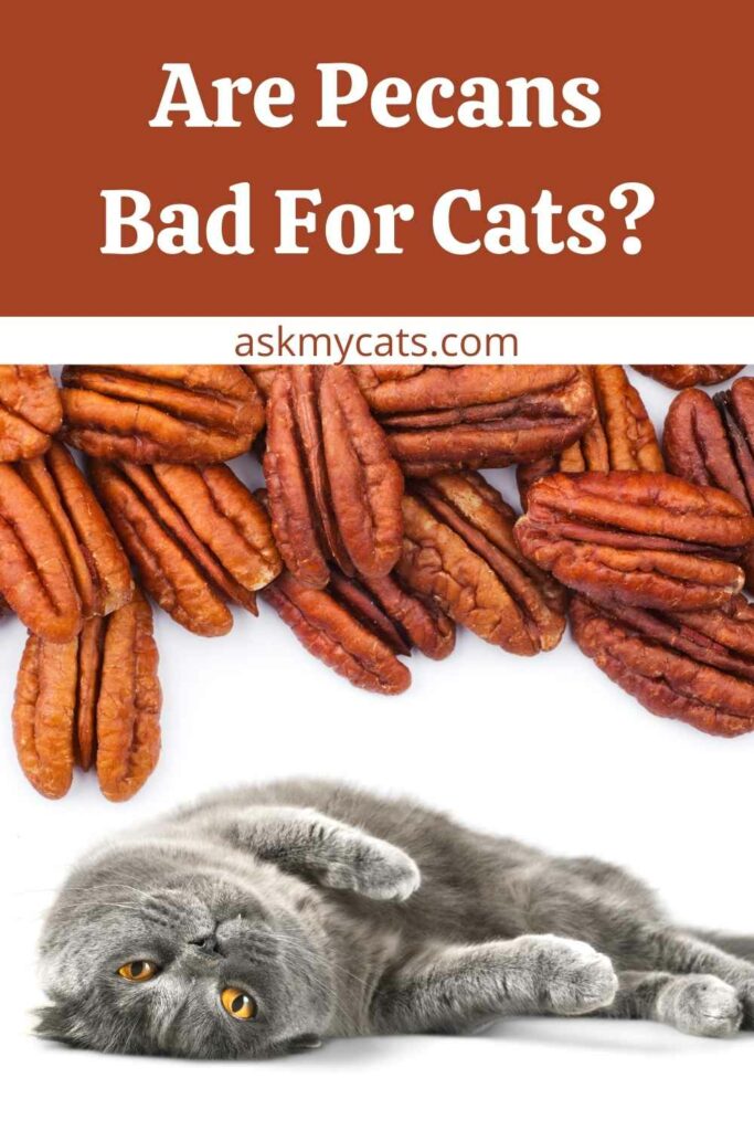 Are Pecans Bad For Cats?