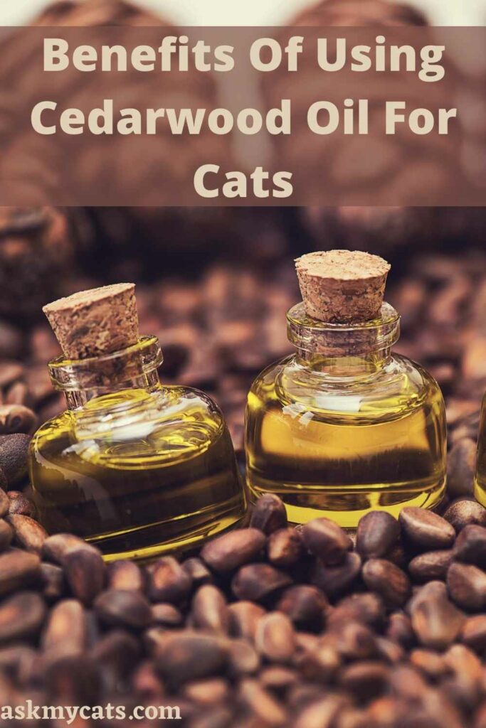 Benefits Of Using Cedarwood Oil For Cats