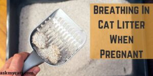 Breathing In Cat Litter When Pregnant | Cat Litter Pregnancy Myth